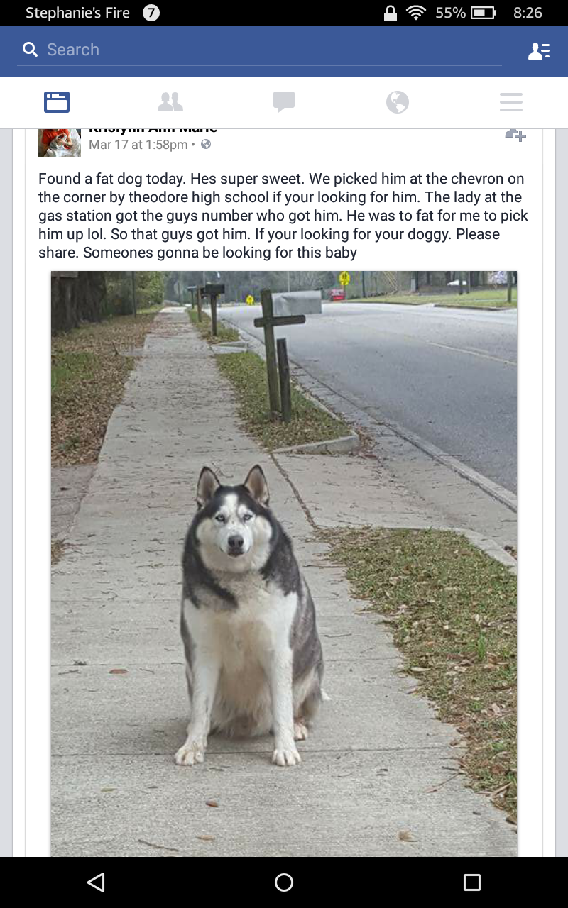 fat husky dog - A 55% Stephanie's Fire Q Search Mar 17 pm Found a fat dog today. Hes super sweet. We picked him at the chevron on the corner by theodore high school if your looking for him. The lady at the gas station got the guys number who got him. He w