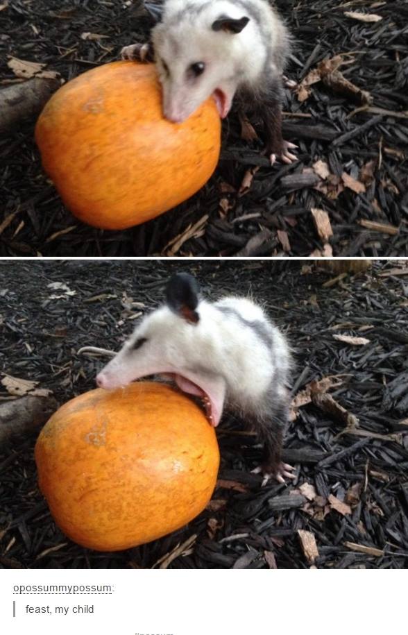 possum meme - opossummypossum | feast, my child