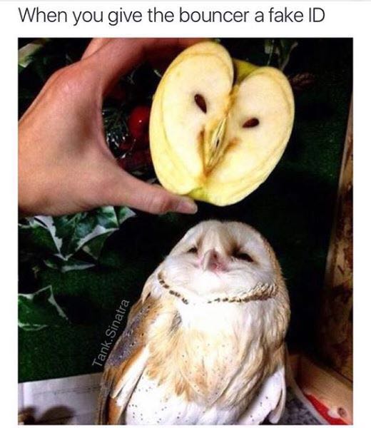 barn owl apple - When you give the bouncer a fake Id Tank. Sinatra