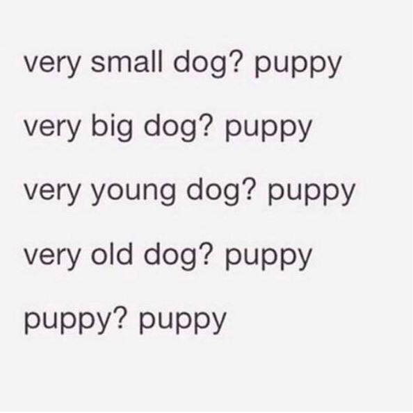 all dogs are puppies - very small dog? puppy very big dog? puppy very young dog? puppy very old dog? puppy puppy? puppy