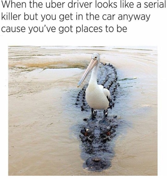 bird on alligator - When the uber driver looks a serial killer but you get in the car anyway cause you've got places to be