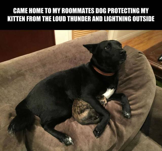 kitten and dog memes - Came Home To My Roommates Dog Protecting My Kitten From The Loud Thunder And Lightning Outside