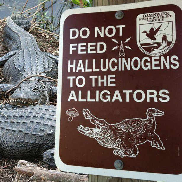 do not feed hallucinogens to the alligators - Damnweek Fish & Wildlife Service Do Not Feed K Hallucinogens To The Alligators Se