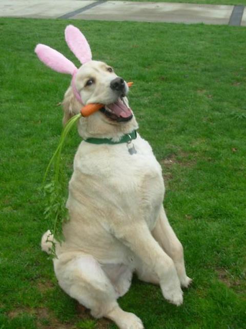 random pic easter bunny dog