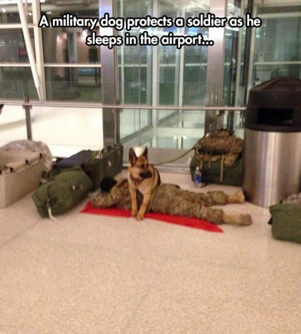 random pic soldier sleeping in airport with dog - A military dog protects a soldier as he sleeps in the airport...