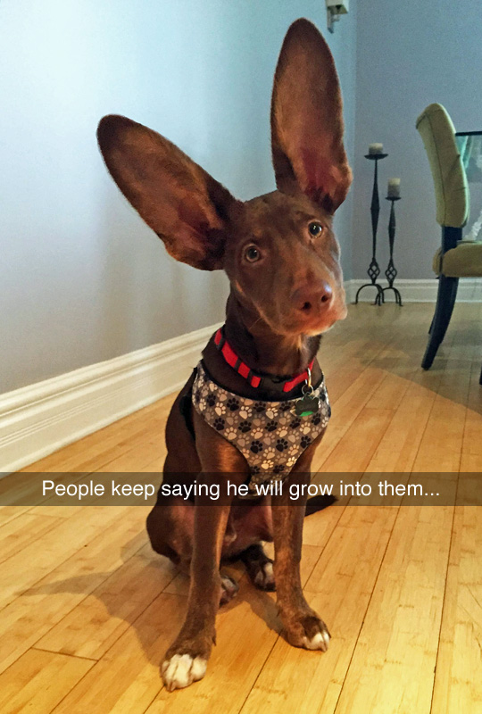 funny snapchat dog - People keep saying he will grow into them...