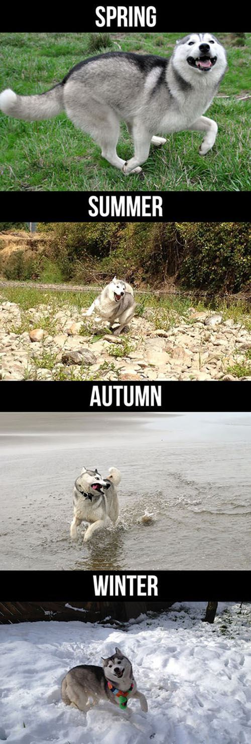 siberian husky husky meme - Spring Summer Autumn Winter