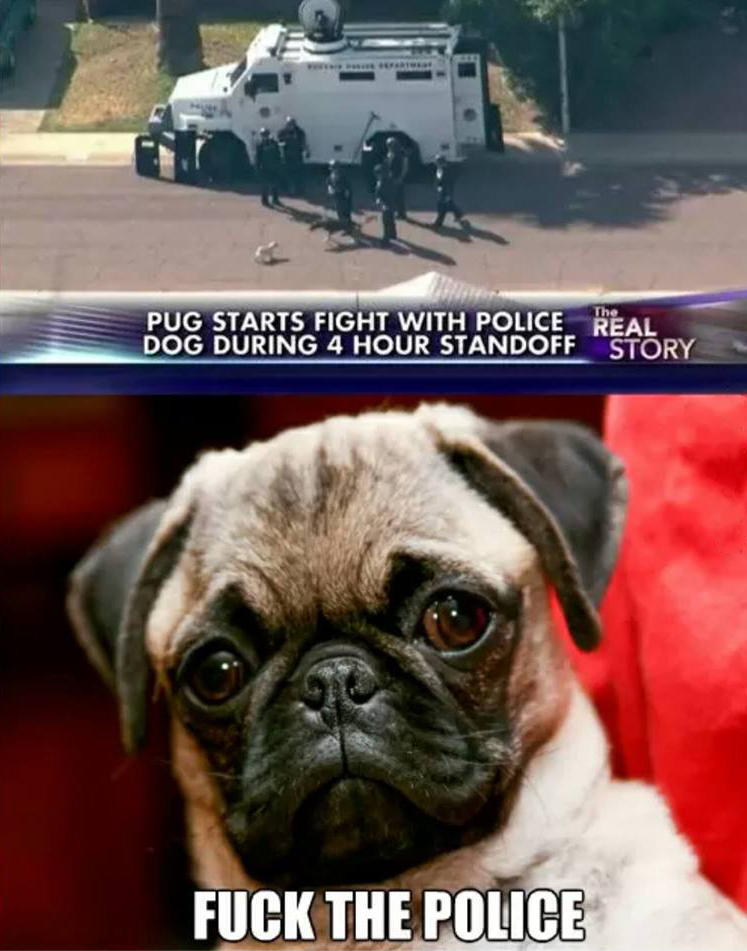 funny pug memes - Pug Starts Fight With Police Real Dog During 4 Hour Standoffstory Fuck The Police
