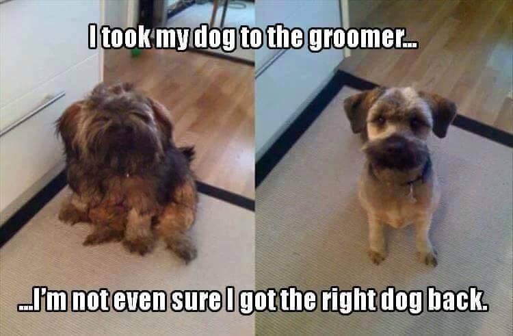 dog grooming funny - I took my dog to the groomer... I'm not even sure I got the right dog back.