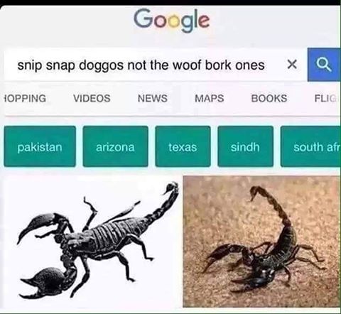 snip snap doggos not the woof bork ones - Google snip snap doggos not the woof bork ones x 1OPPING Videos News Maps Books Q Flig pakistan arizona texas sindh south af