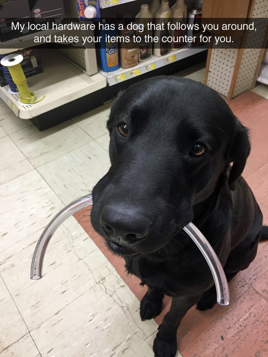 funny dogs - My local hardware has a dog that s you around, and takes your items to the counter for you.