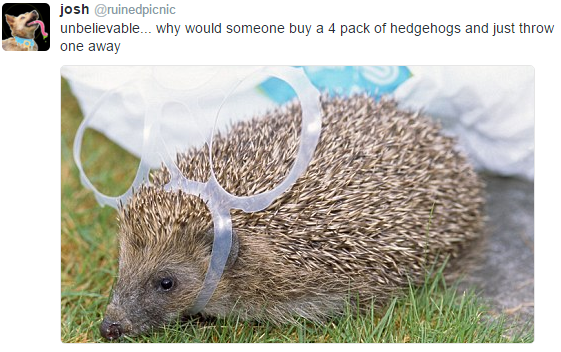 scottish twitter best - josh unbelievable... why would someone buy a 4 pack of hedgehogs and just throw one away