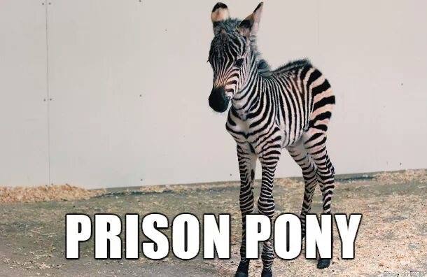 alternate animal names - Wicy Prison Pony