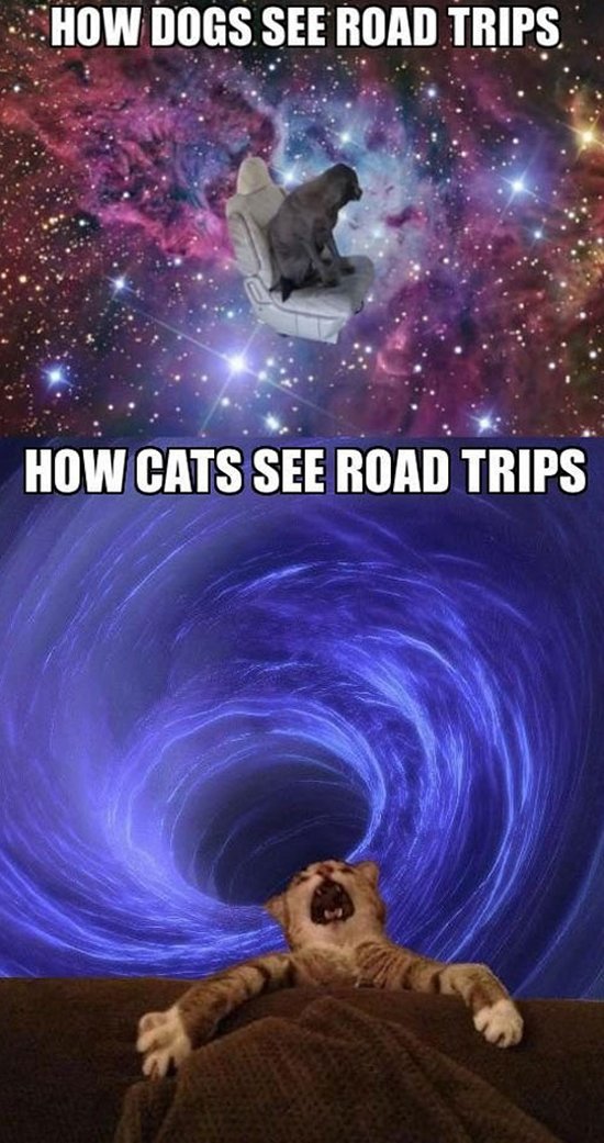 dogs see car trips - How Dogs. See Road Trips How Cats See Road Trips