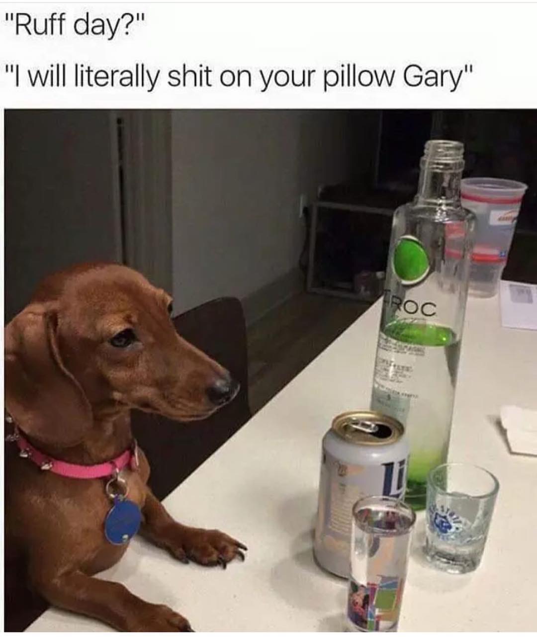 will literally shit on your pillow - "Ruff day?" "I will literally shit on your pillow Gary" Roc