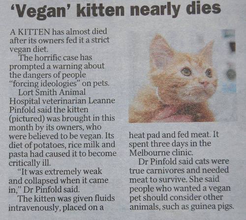 vegan cat - "Vegan' kitten nearly dies A Kitten has almost died after its owners fed it a strict vegan diet. The horrific case has prompted a warning about the dangers of people "forcing ideologies" on pets. Lort Smith Animal Hospital veterinarian Leanne 