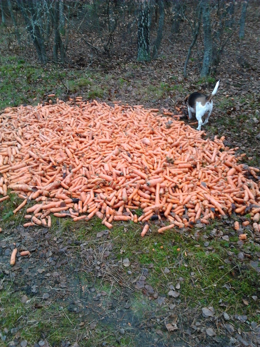 Dog found a large pile of carrots in the woods.