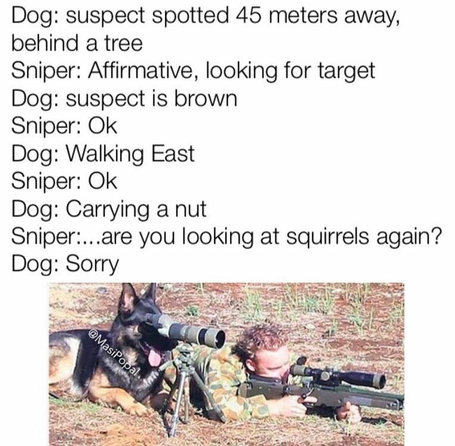 dog sniper meme - Dog suspect spotted 45 meters away, behind a tree Sniper Affirmative, looking for target Dog suspect is brown Sniper Ok Dog Walking East Sniper Ok Dog Carrying a nut Sniper...are you looking at squirrels again? Dog Sorry