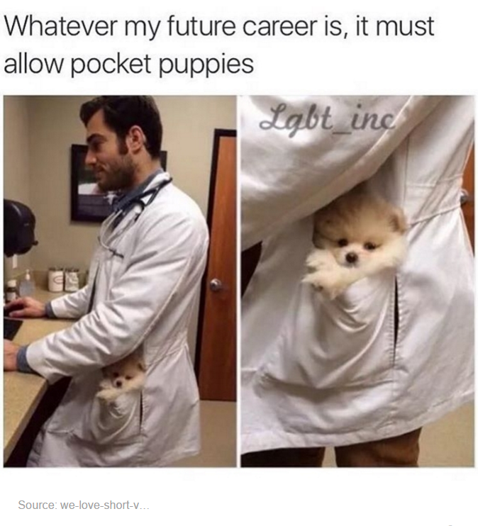 take your kid to work day meme - Whatever my future career is, it must allow pocket puppies Lgbt_ind Source weloveshort