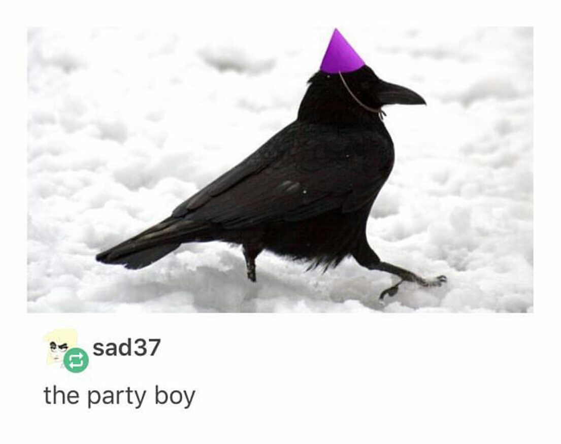 party crow - osad37 the party boy