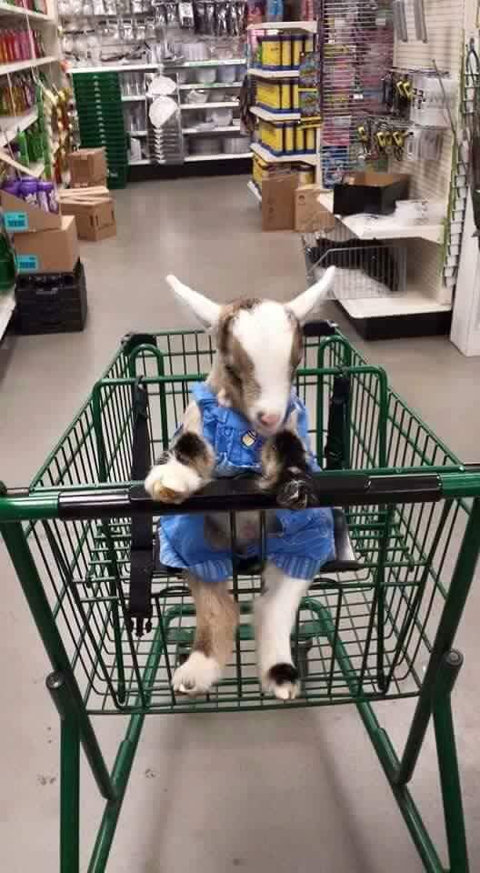 baby goat in shopping cart - Sele In We Inui Amu