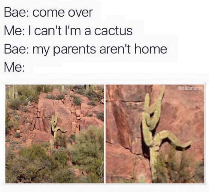 my parents aren t home - Bae come over Me I can't I'm a cactus Bae my parents aren't home Me
