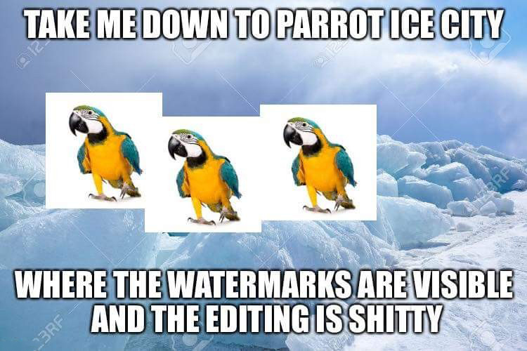 meme - Take Me Down To Parrot Ice City Where The Watermarks Are Visible And The Editing Is Shitty