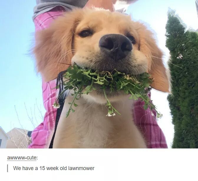 cute puppy aesthetic - awwwwcute We have a 15 week old lawnmower