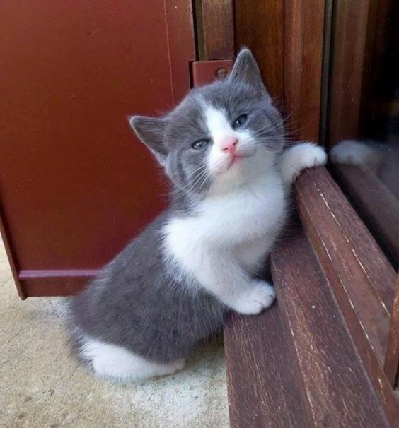 smiling kitten