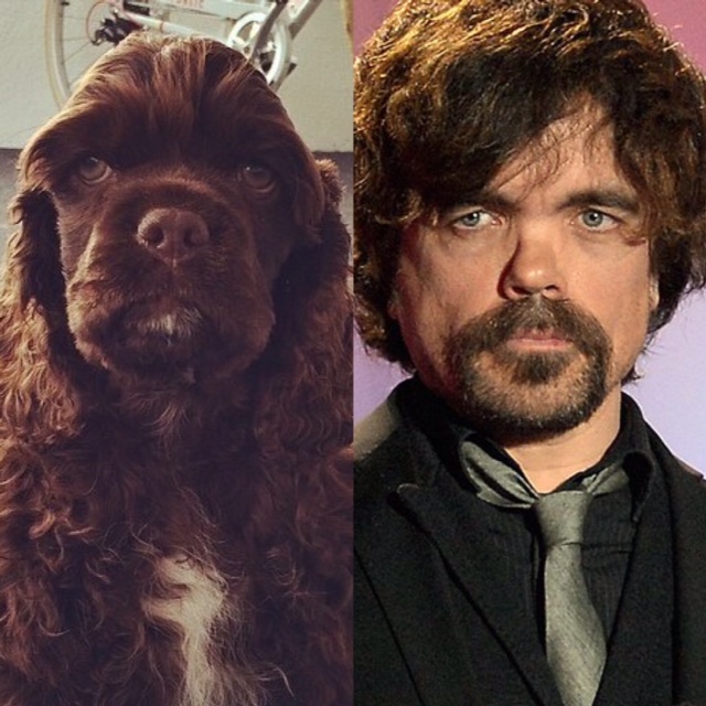 dog looks like peter dinklage