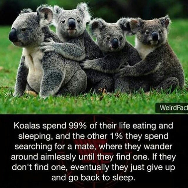 4 koala - Weird Fact Koalas spend 99% of their life eating and sleeping, and the other 1% they spend searching for a mate, where they wander around aimlessly until they find one. If they don't find one, eventually they just give up and go back to sleep.
