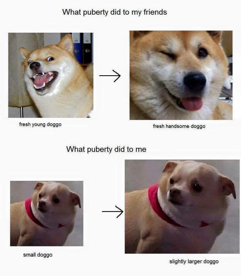 memes - doggo meme - What puberty did to my friends fresh young doggo fresh handsome doggo What puberty did to me small doggo slightly larger doggo