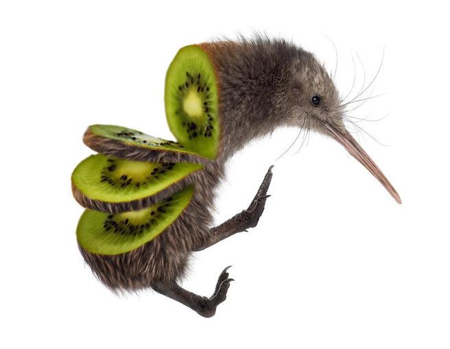 kiwi kiwi