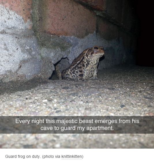 cute animal memes - Every night this majestic beast emerges from his cave to guard my apartment. Guard frog on duty. photo via knittinkitten