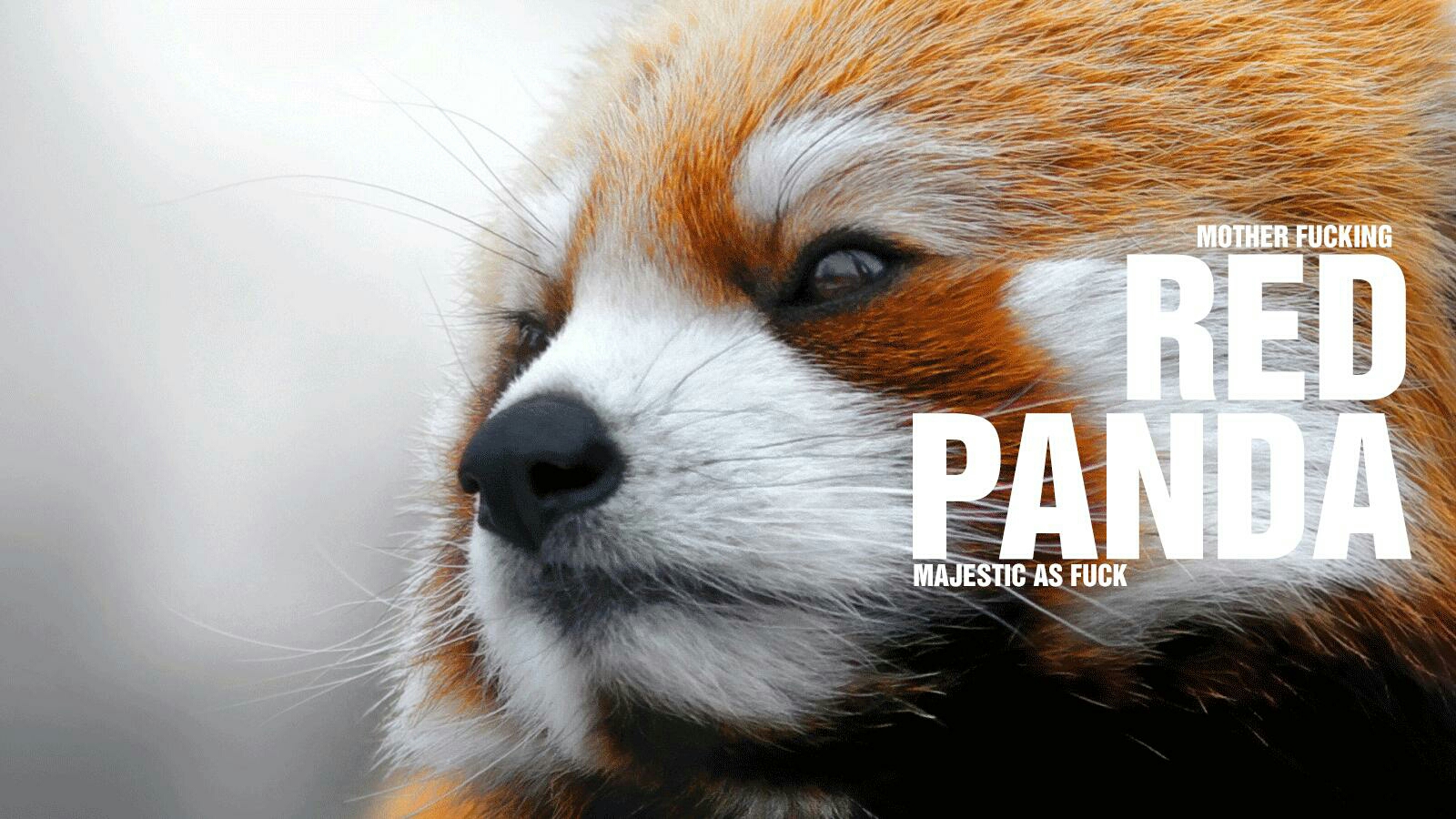 red panda background - Mother Fucking Red Panda Majestic As Fuck