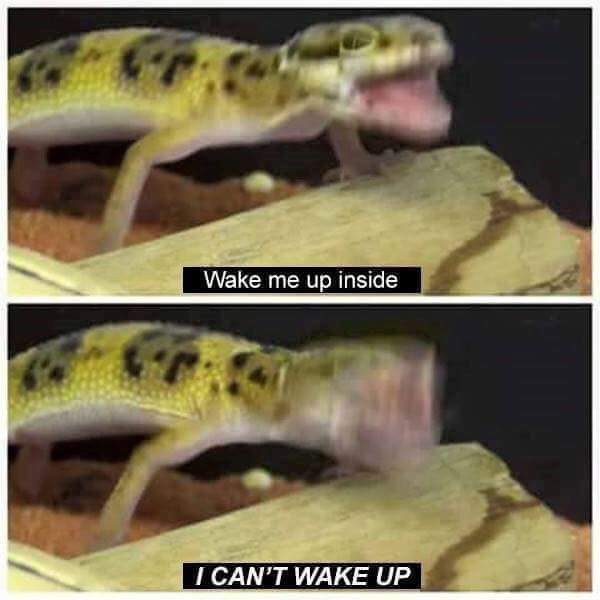 wake me up inside lizard meme - Wake me up inside I Can'T Wake Up