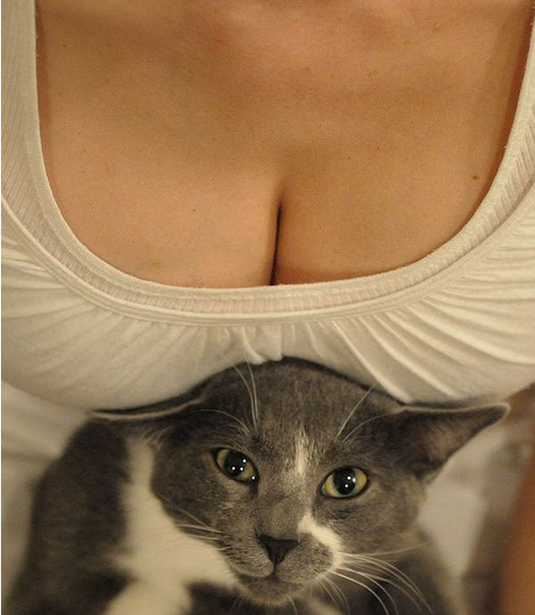 cat in tits