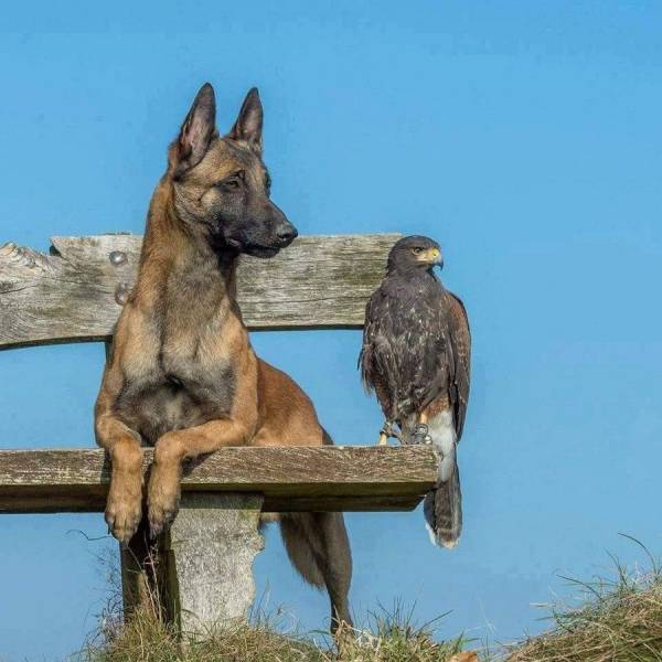 belgian malinois with owl