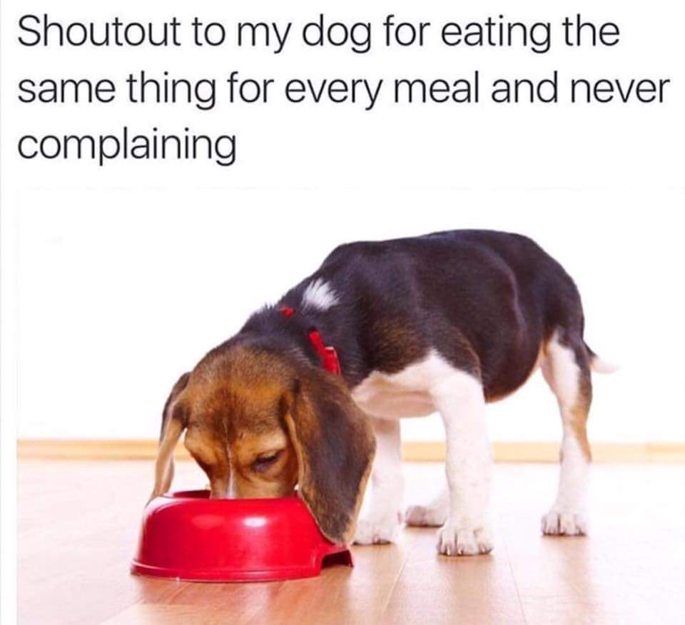 dog eating - Shoutout to my dog for eating the same thing for every meal and never complaining