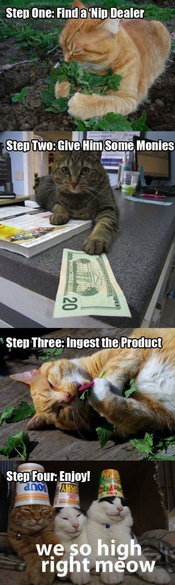 we so high right meow - Step One Find a 'Nip Dealer Step Two Give Him Some Monies 20. Destad Was Sellistites 20 Step Three Ingest the Product Step Four Enjoy! anos At we so high right meow