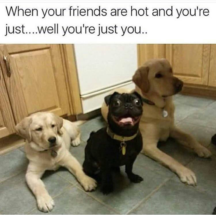 memes - labrador funny quotes - When your friends are hot and you're just....well you're just you..