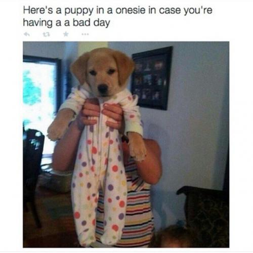 puppy to brighten your day - Here's a puppy in a onesie in case you're having a a bad day