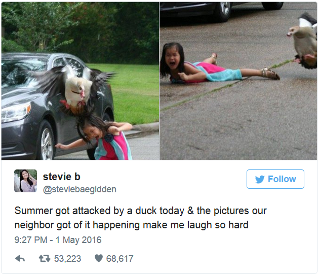 goose attack - stevie b Summer got attacked by a duck today & the pictures our neighbor got of it happening make me laugh so hard 7 53,223 68,617