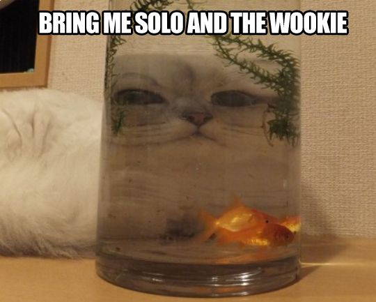 meme stream - bring me solo and the wookie - Bring Me Solo And The Wookie
