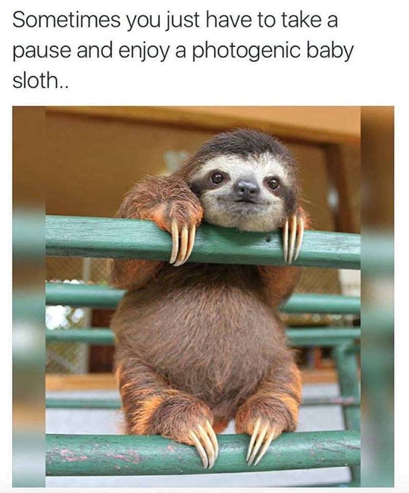 meme stream - baby sloth - Sometimes you just have to take a pause and enjoy a photogenic baby sloth..