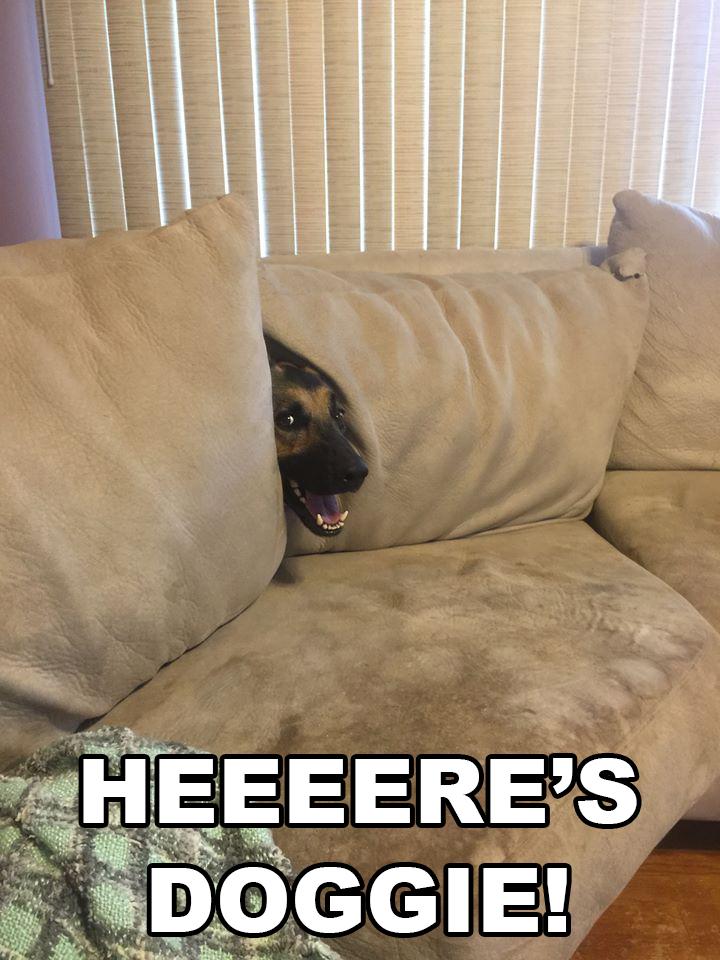 meme stream - funny doge memes for kids - Heeeere'S Doggie!
