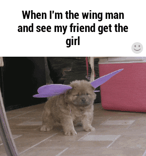 memes - chow chow gifs - When I'm the wing man and see my friend get the girl