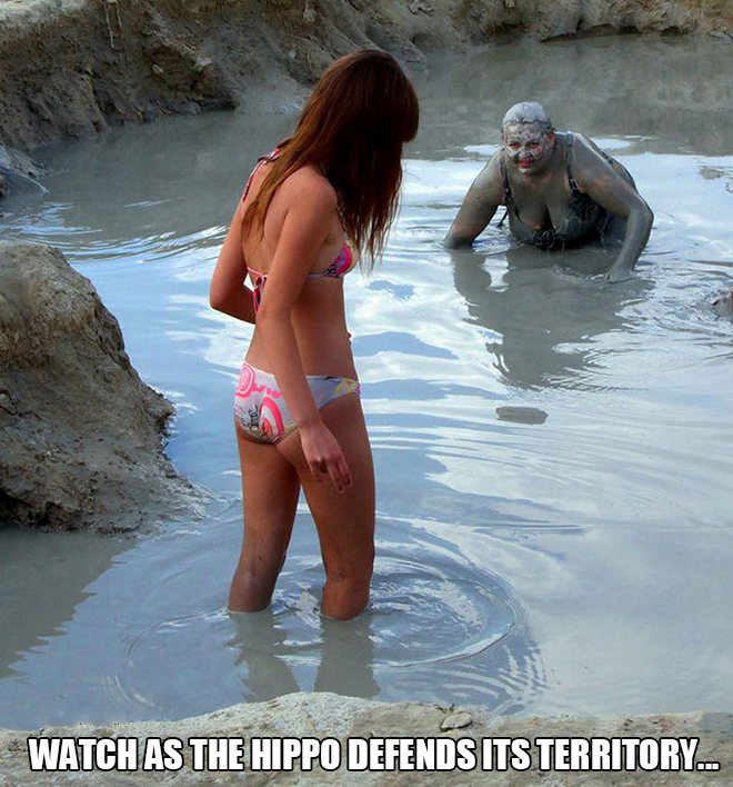 memes - bikini - Watch As The Hippo Defends Its Territory...