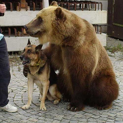 memes - dog and bear