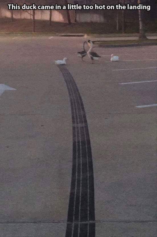 duck skidding - This duck came in a little too hot on the landing